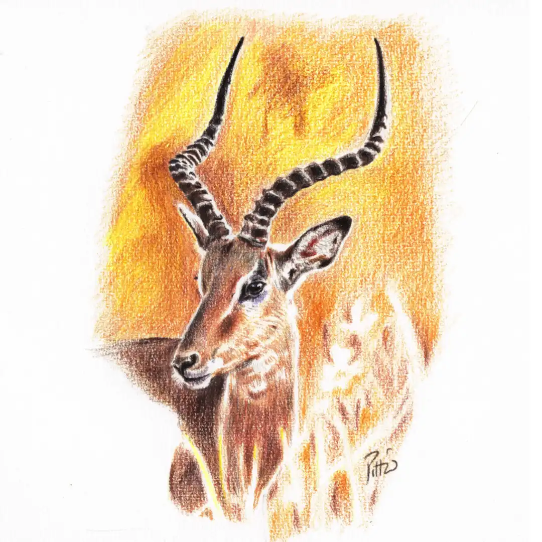 Antilope, d’après photo