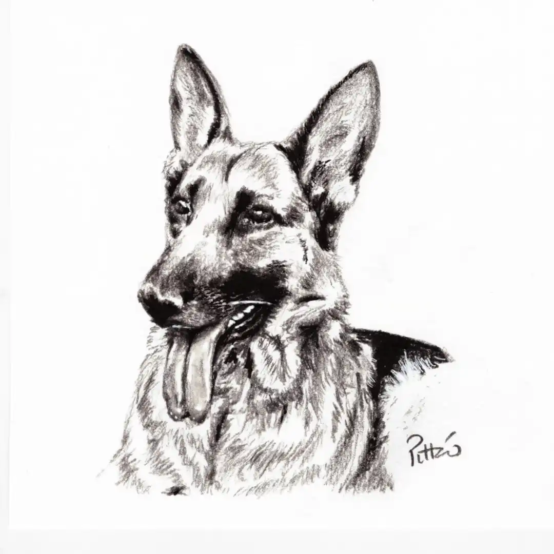 Berger allemand d’après photo