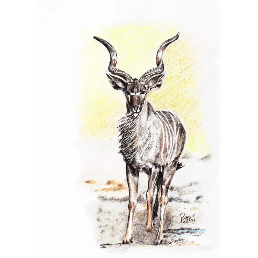 Grand Koudou, d’après photo